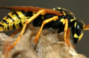 Bees, Wasps, Yellow Jackets
