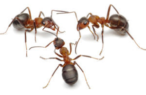 Odorous House Ants